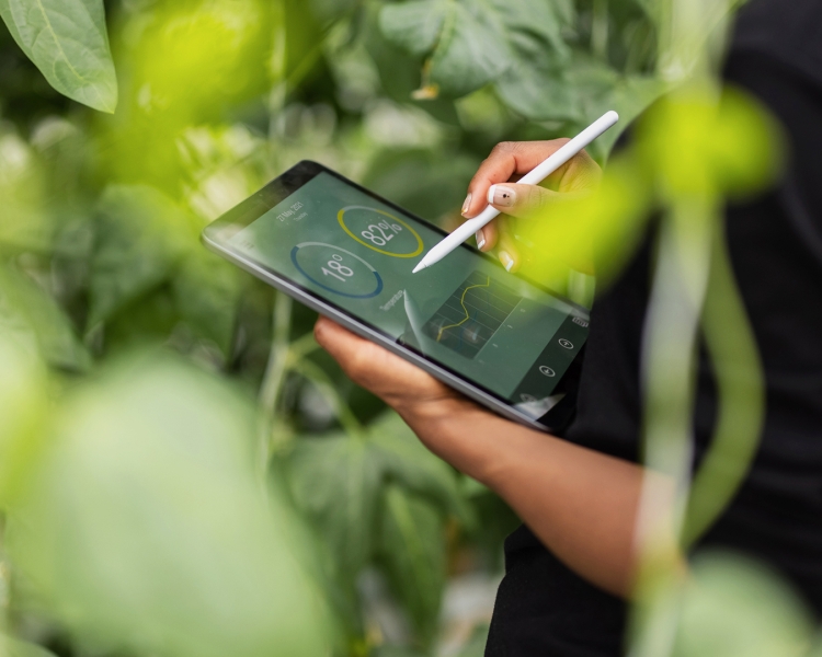 Ein Techniker kontrolliert Temperatur und Luftfeuchtigkeit im Gewächshaus am Tablet