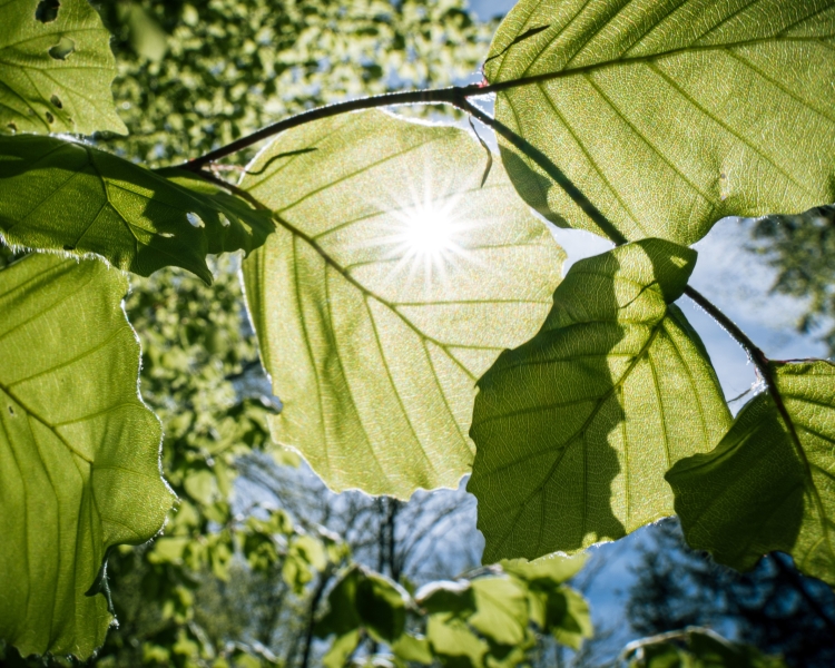 Die Sonne scheint durch die Blätter eines Laubbaumes