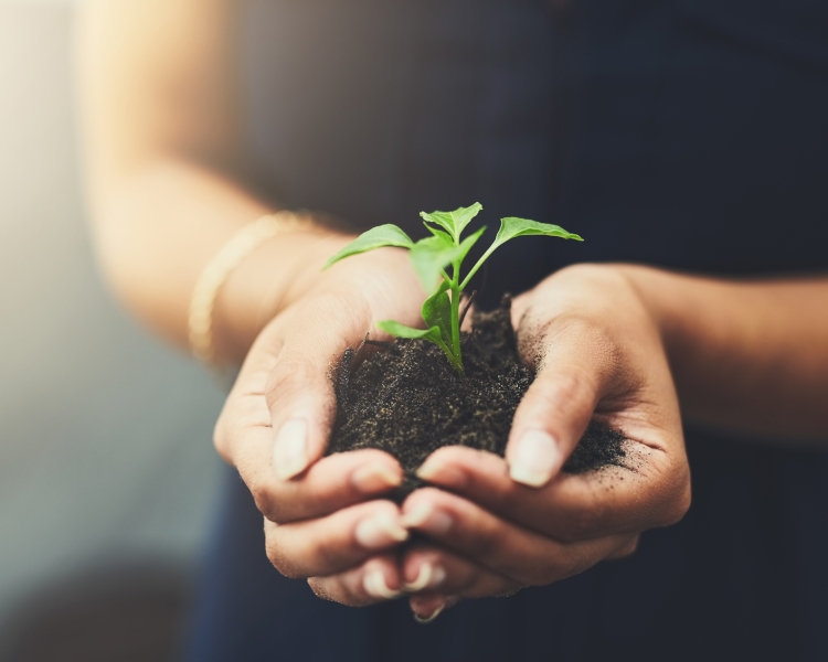 Woman holds soil with a small plant in both hands