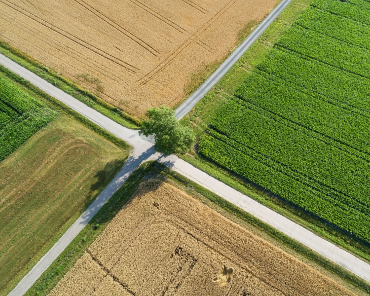 Landschaft Ansicht von oben mit Straße, Feldern und einem Baum