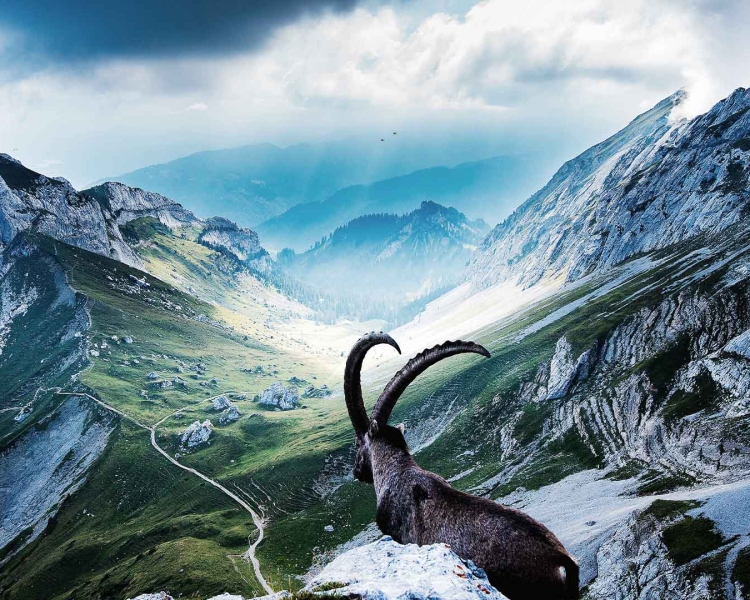 Ein Steinbock steht auf einem Gipfel in einer Alpenregion